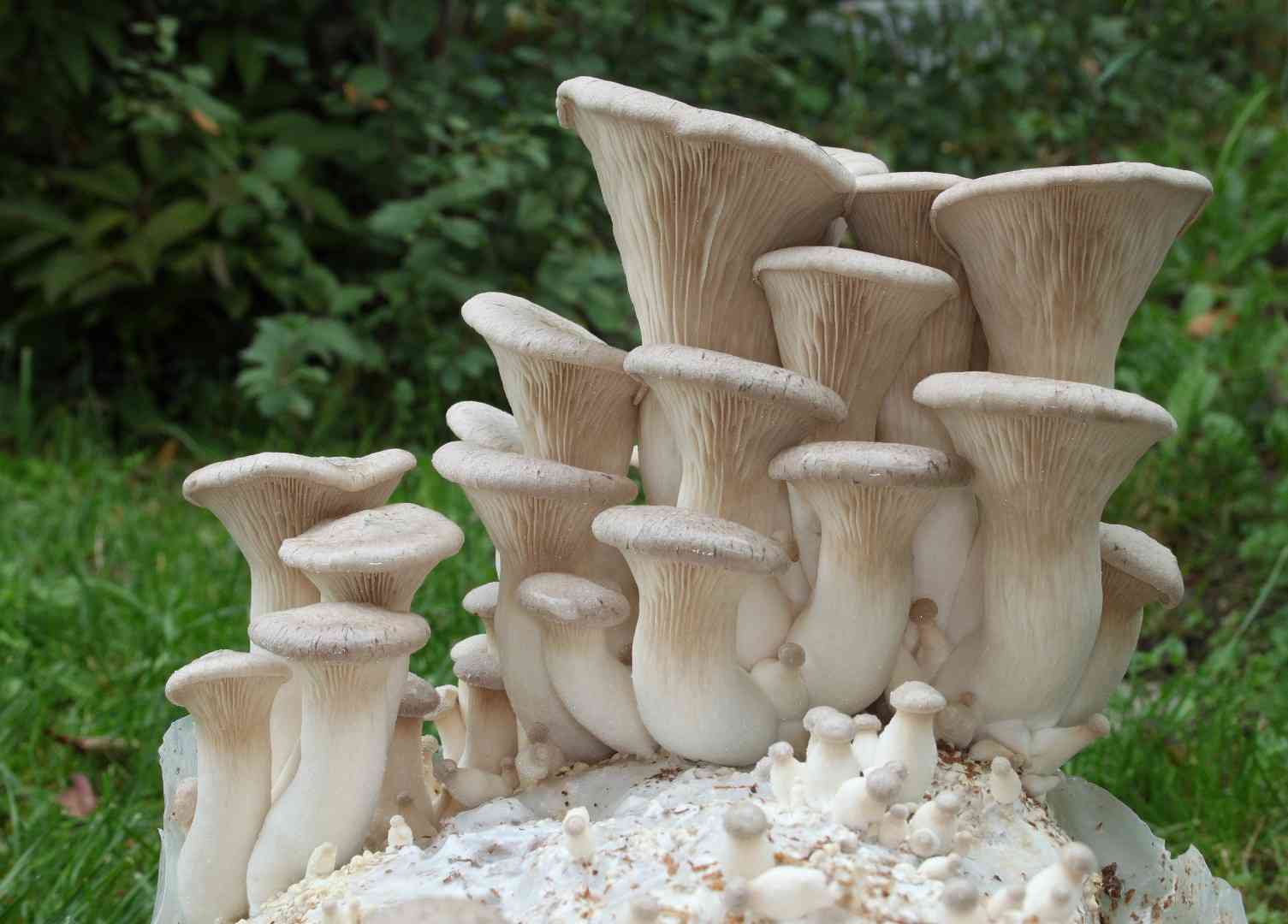 King oyster mushroom (Pleurotus eryngii) thumbnail 1