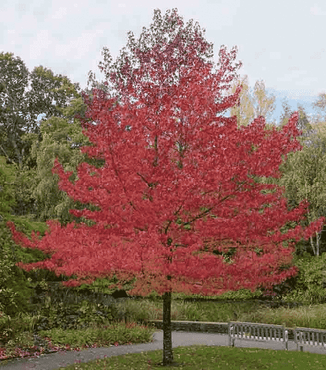 Sweetgum