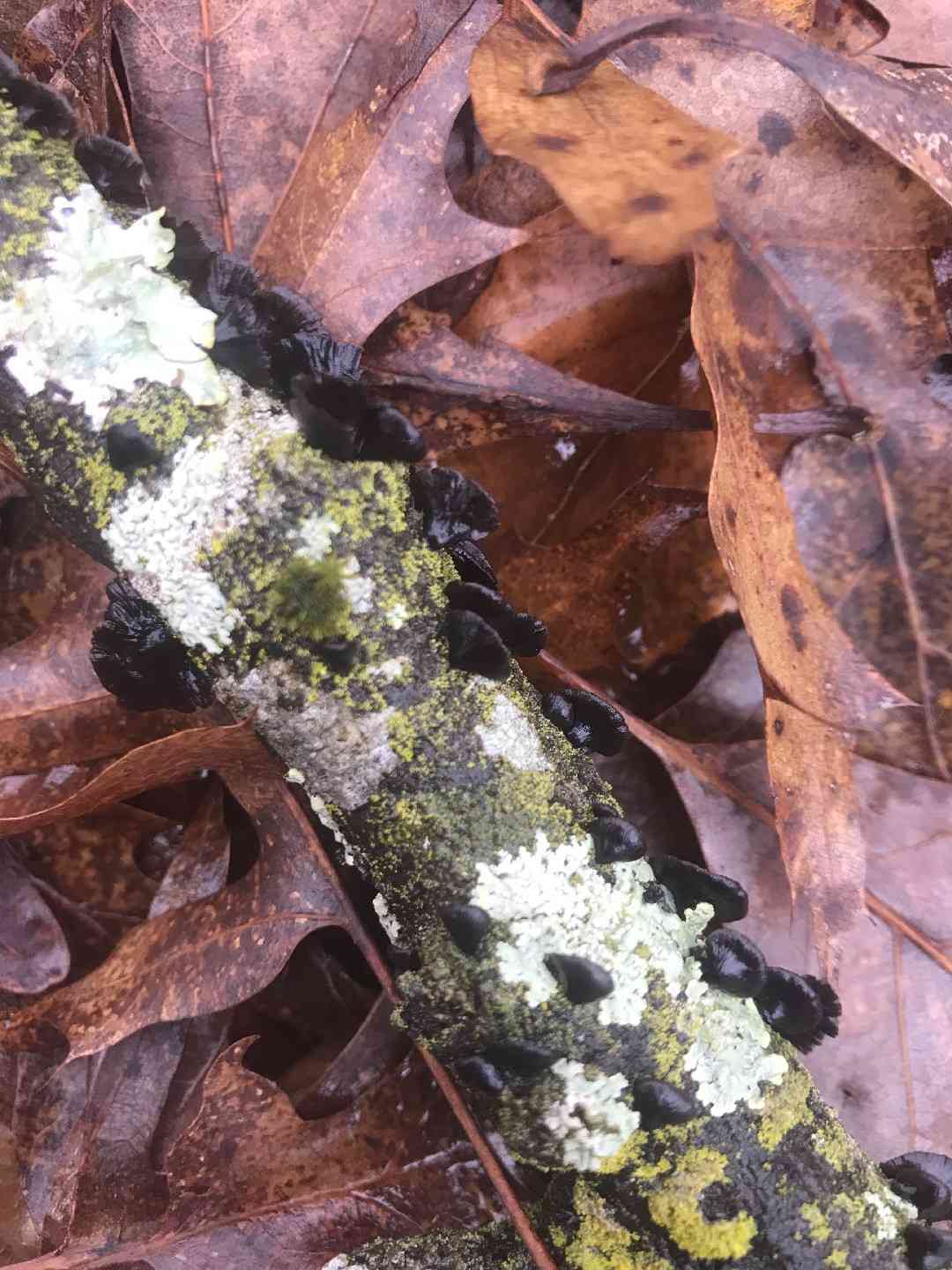 Resupinatus alboniger (Resupinatus alboniger) thumbnail 3