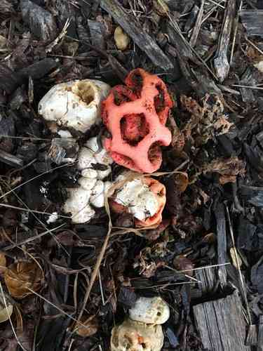 Red cage (Clathrus ruber) thumbnail 3