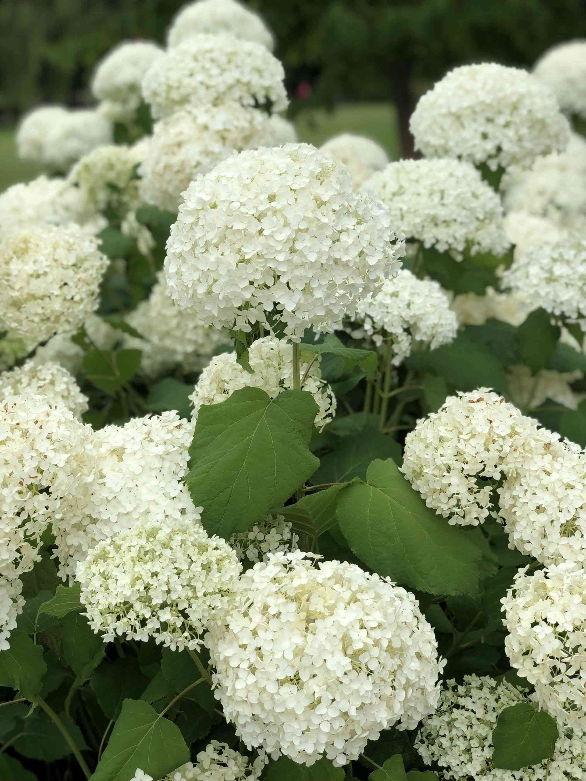 Smooth hydrangea