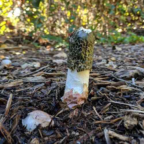 Dune stinkhorn (Phallus hadriani) thumbnail 2