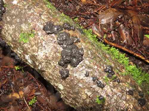 Black witches' butter (Exidia glandulosa) thumbnail 3