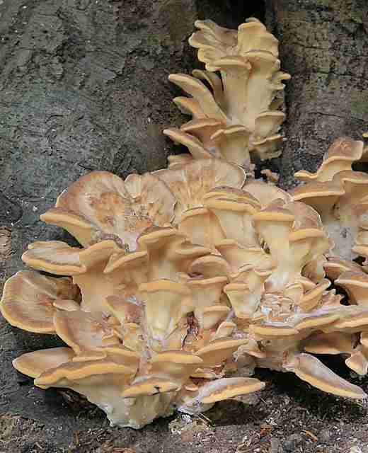 Giant polypore (Meripilus giganteus)