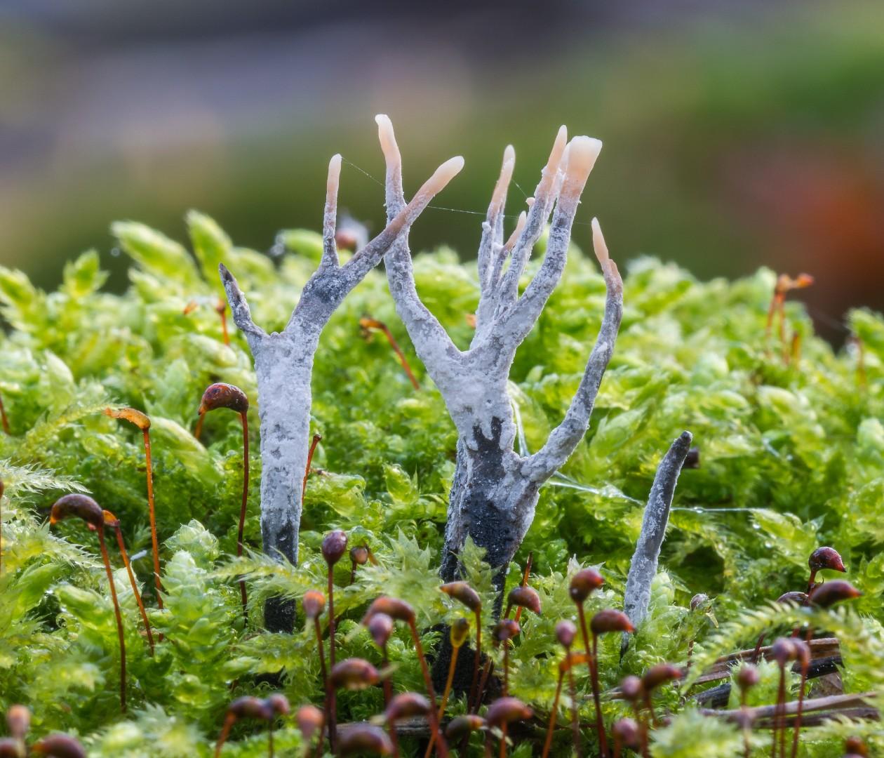 Candlesnuff fungus