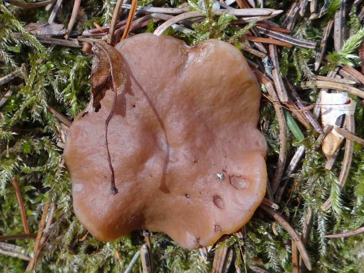 Veined cup (Disciotis venosa) thumbnail 3