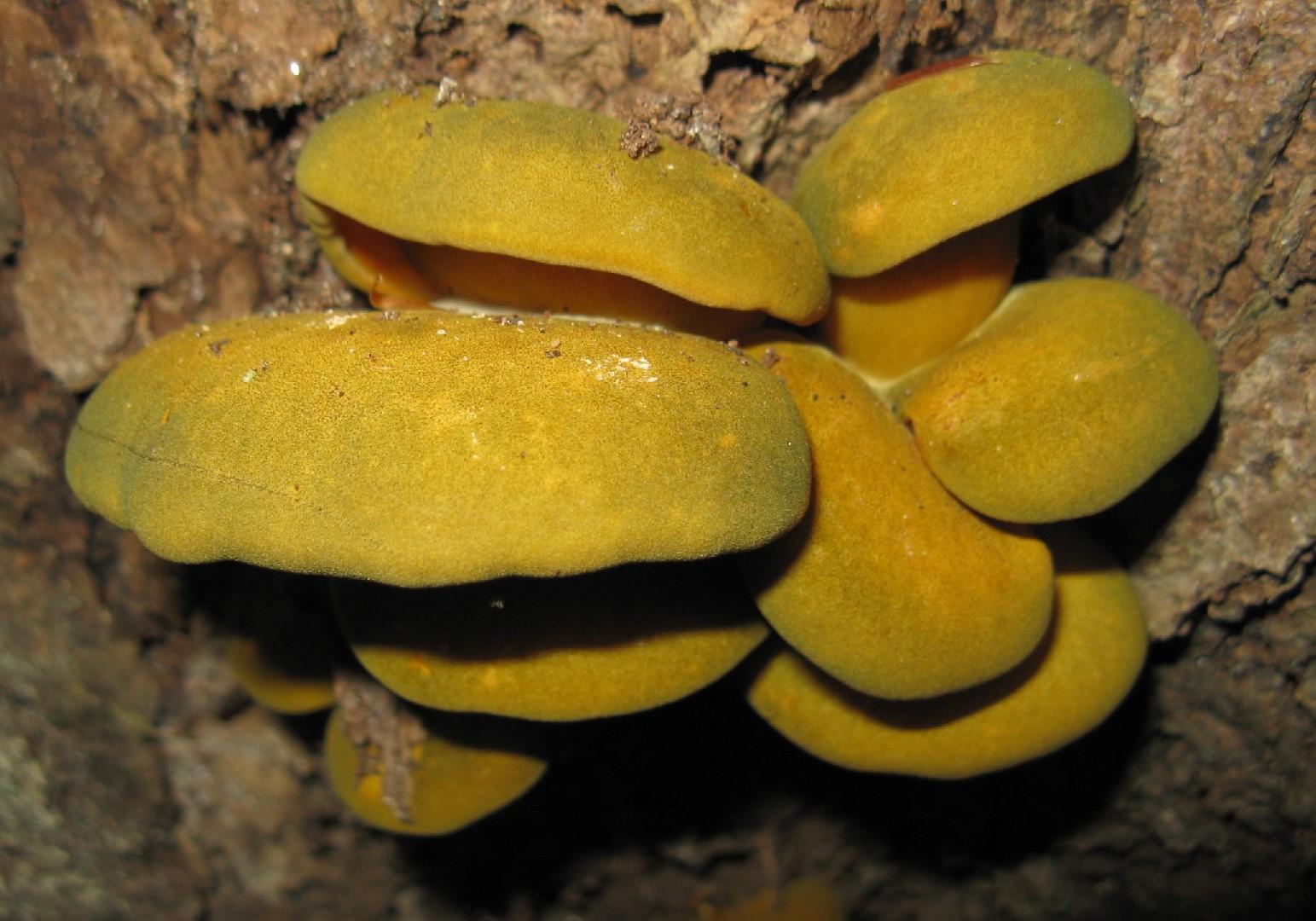 Late fall oyster mushroom