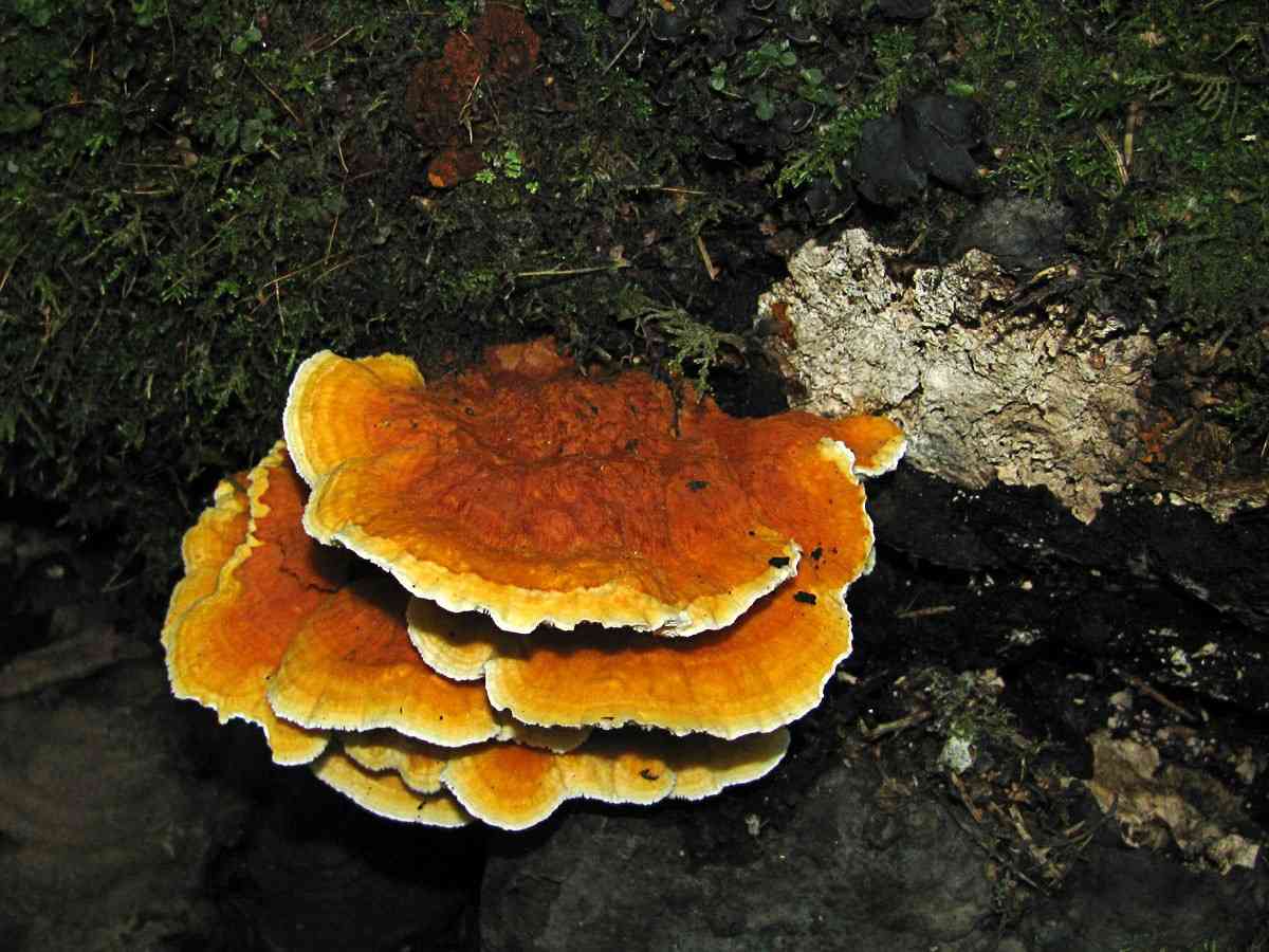 Pycnoporellus fulgens (Pycnoporellus fulgens) thumbnail 1