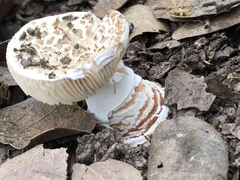 Blusher (Amanita novinupta) thumbnail 3