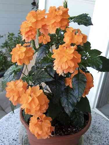 Firecracker flower