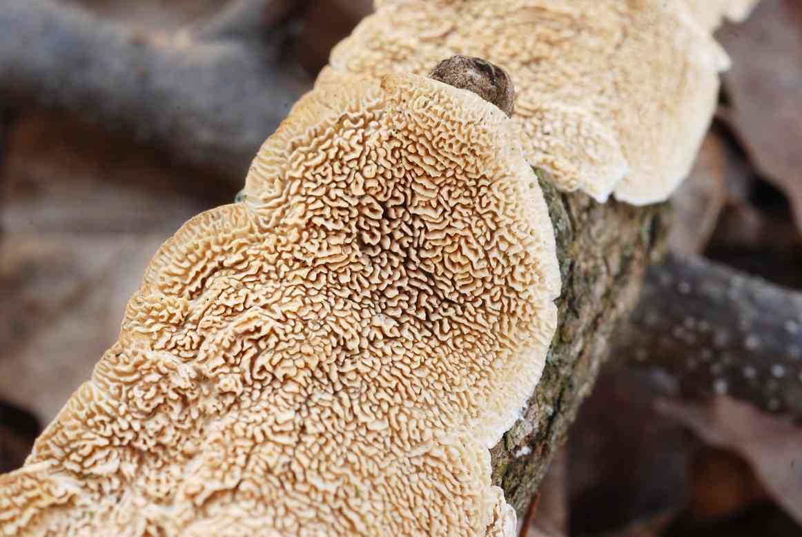Milk-white toothed polypore (Irpex lacteus) thumbnail 1