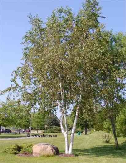 Paper birch