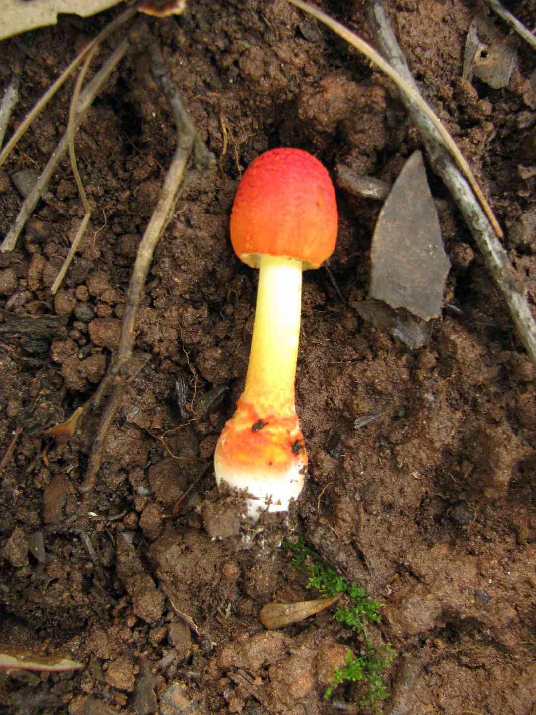 Red volva amanita (Amanita rubrovolvata) thumbnail 3