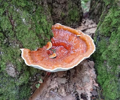 Ganoderma sessile thumbnail 3