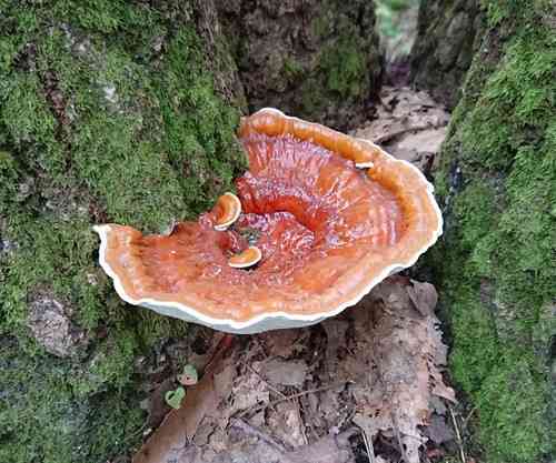 Ganoderma sessile (Ganoderma sessile) thumbnail 3