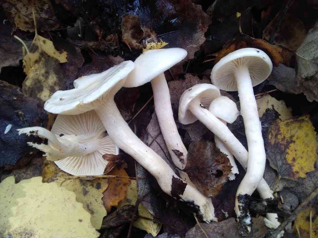 Sweet woodwax (Hygrophorus hedrychii) thumbnail 1