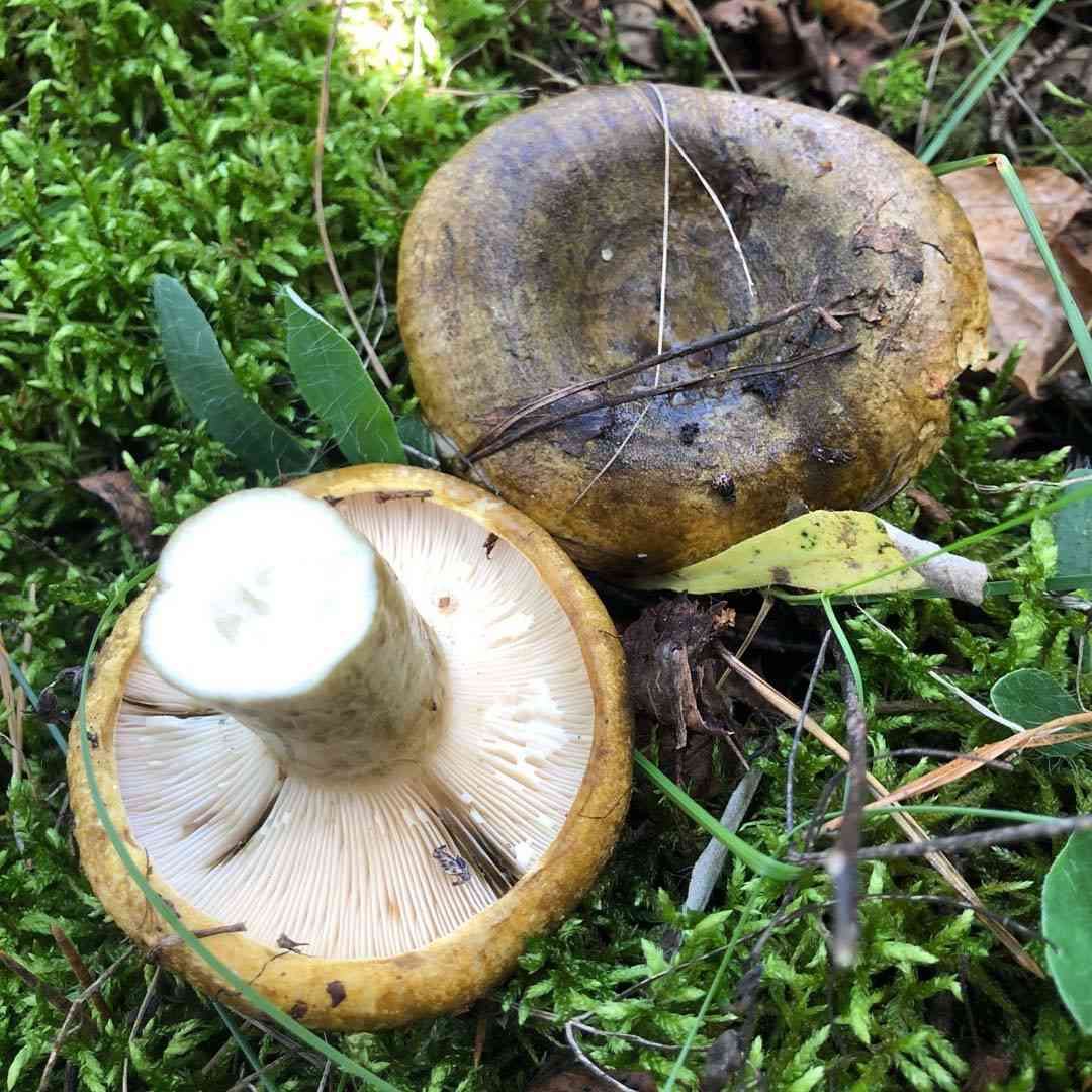Ugly milk-cap (Lactarius necator) thumbnail 1