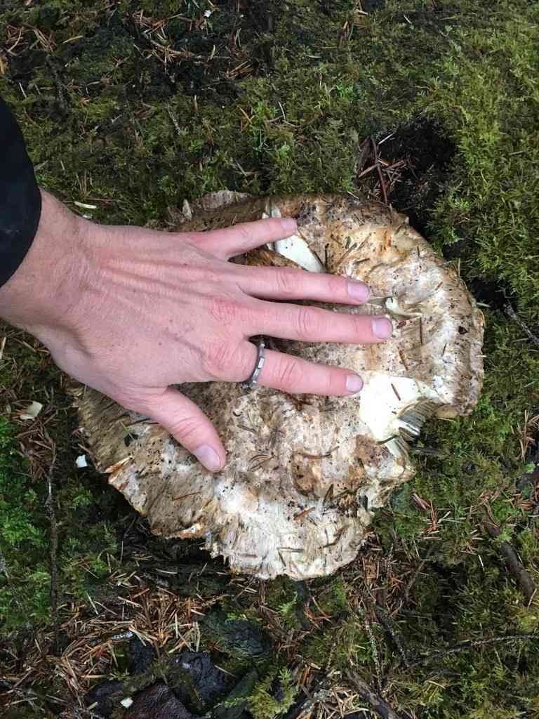 Imperial cap (Catathelasma imperiale) thumbnail 2