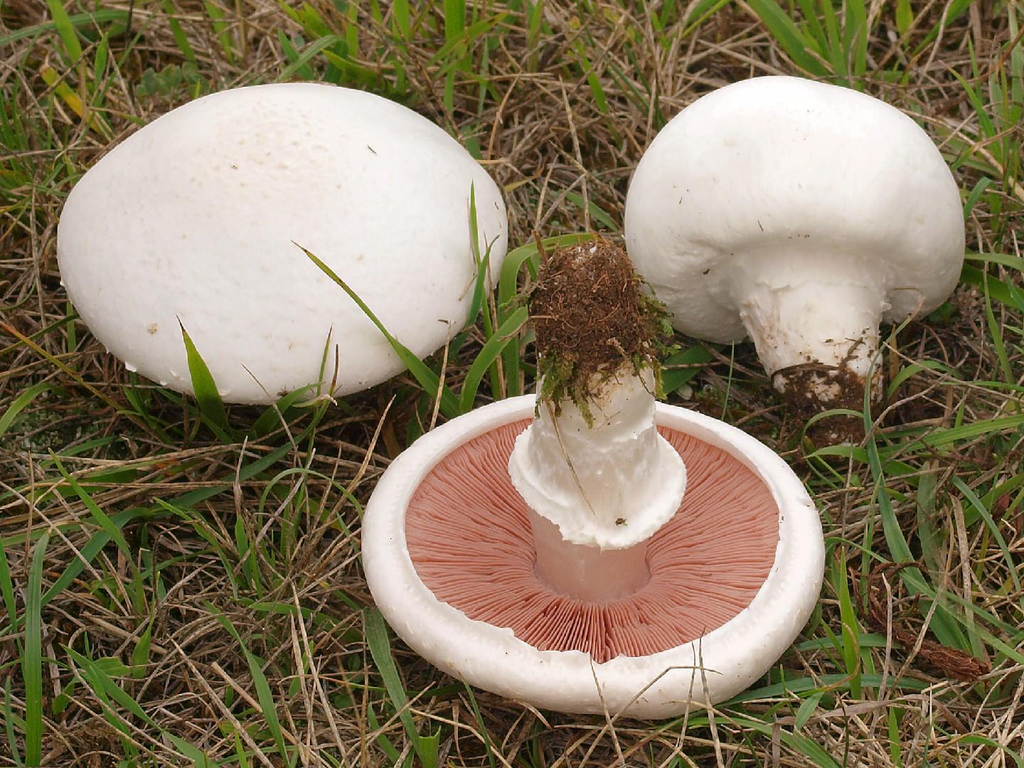 Meadow mushroom