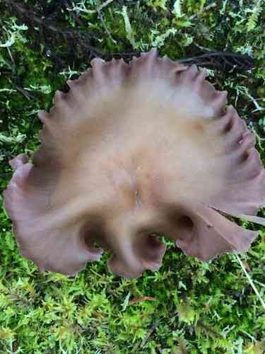 Western amethyst laccaria (Laccaria amethysteo-occidentalis) thumbnail 2