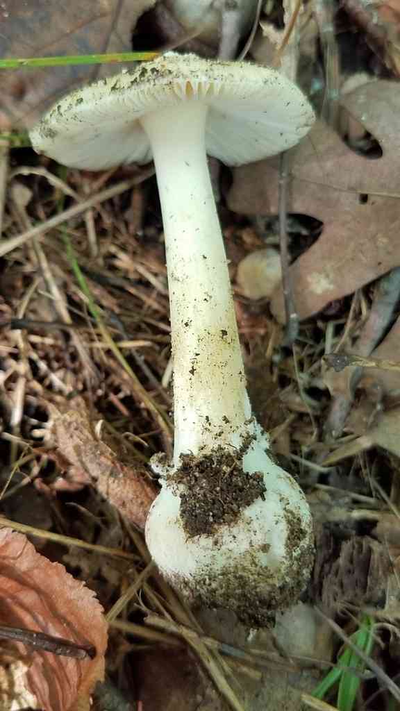 Small funnel-veil amanita (Amanita multisquamosa) thumbnail 2