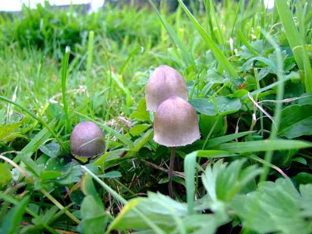 Mower's mushroom (Panaeolina foenisecii) thumbnail 3