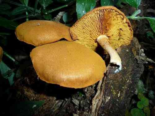 Common rustgill (Gymnopilus penetrans) thumbnail 2