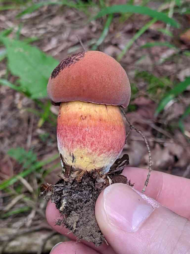 Curry bolete