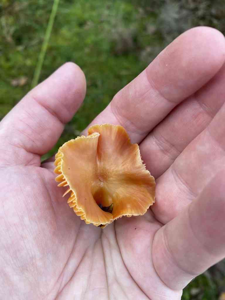 Oily waxcap (Hygrocybe quieta) thumbnail 3