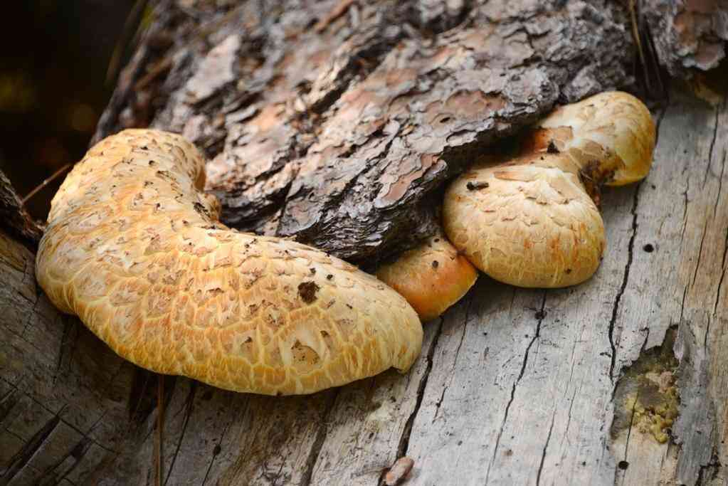 Giant sawgill (Neolentinus ponderosus) thumbnail 1