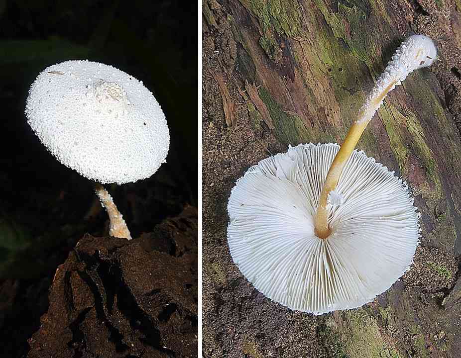 Leucocoprinus cretaceus