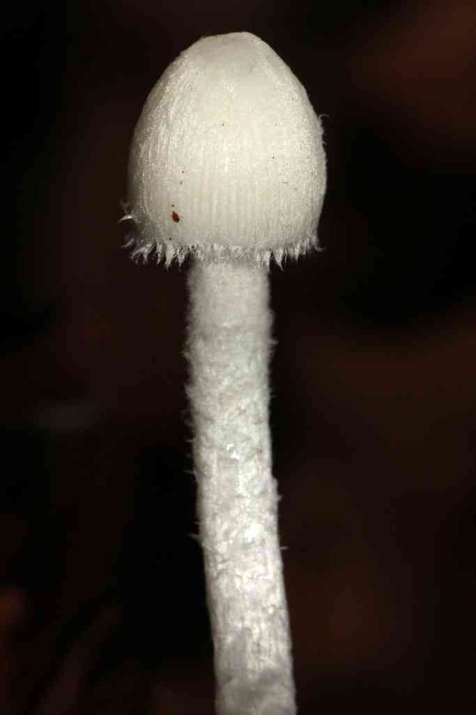 Coprinopsis marcescibilis (Coprinopsis marcescibilis) thumbnail 3