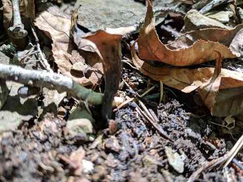 Black trumpet (Craterellus fallax) thumbnail 2