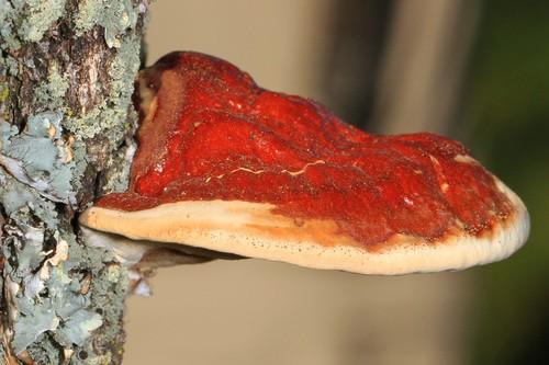 Ganoderma sessile