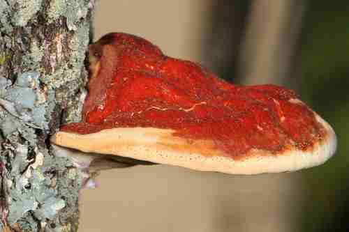 Ganoderma sessile (Ganoderma sessile)
