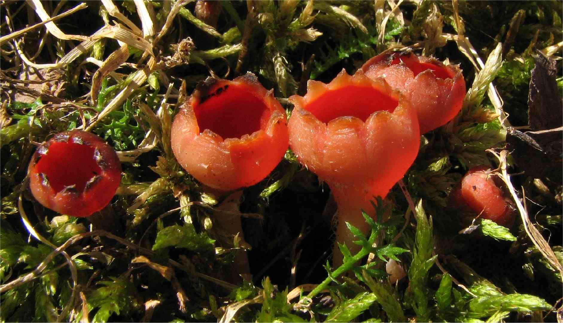 Rosy goblet (Microstoma protractum) thumbnail 2