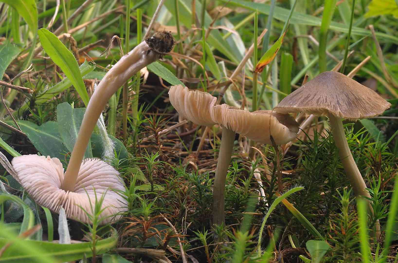 Entoloma conferendum (Entoloma conferendum) thumbnail 2