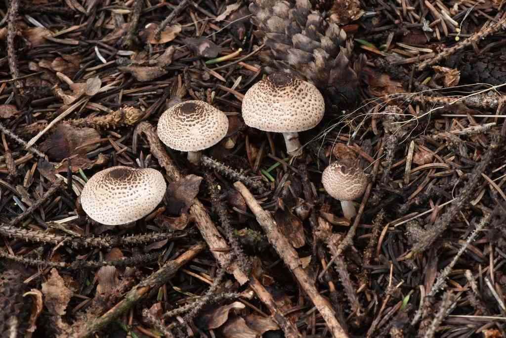 Cat dapperling (Lepiota felina) thumbnail 2