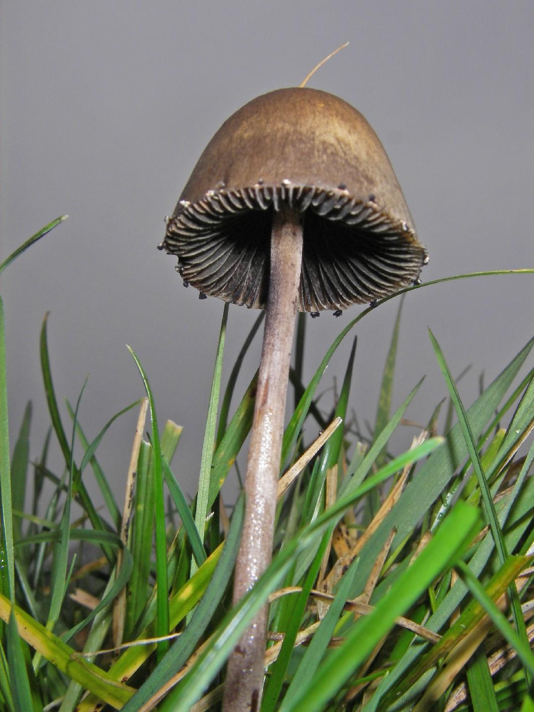Petticoat mottlegill thumbnail 3