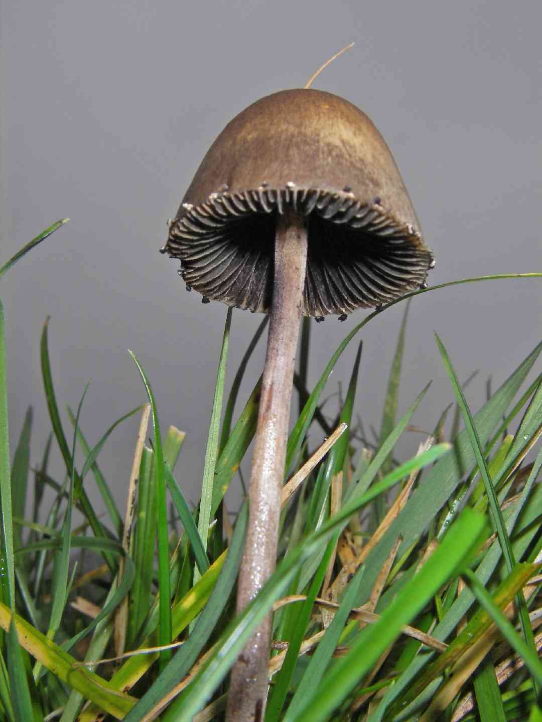 Petticoat mottlegill (Panaeolus papilionaceus) thumbnail 3