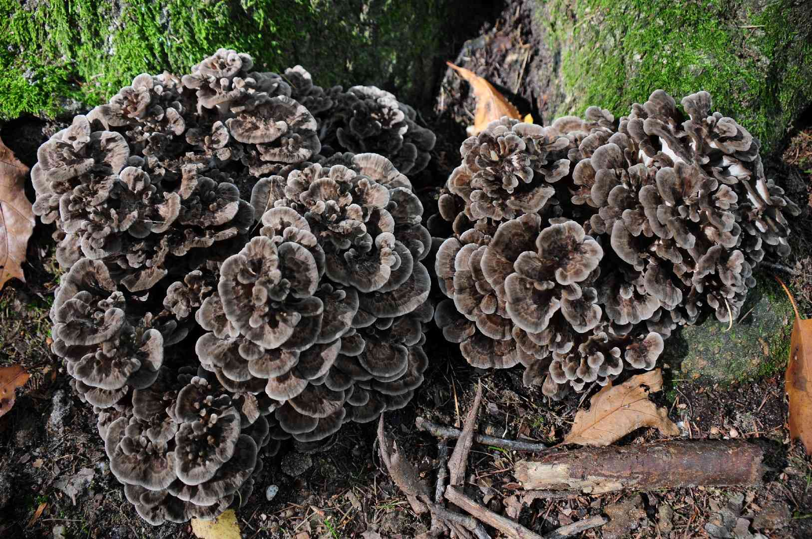 Hen-of-the-woods