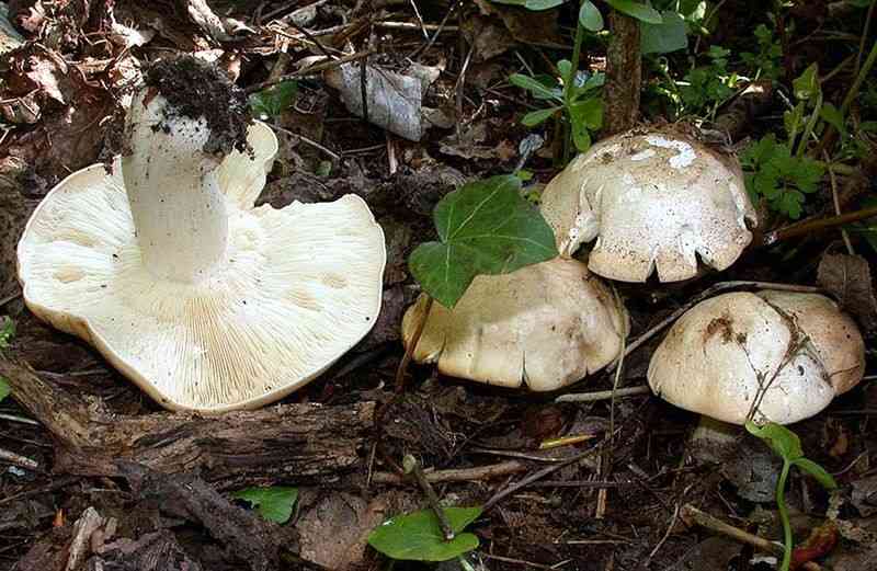 Russula japonica (Russula japonica) thumbnail 3