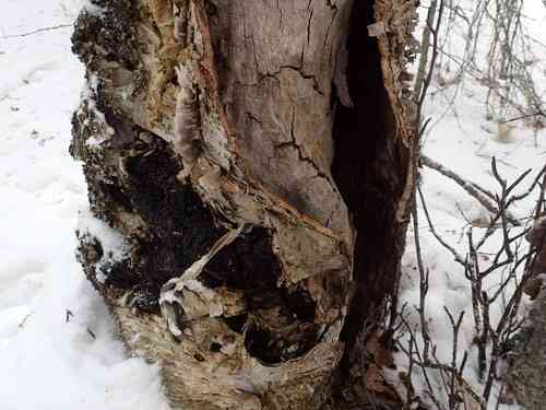 Chaga (Inonotus obliquus) thumbnail 2