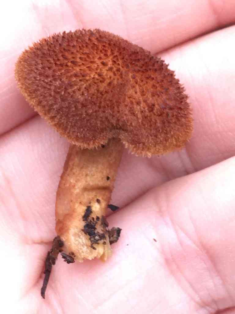 Powder-scale pholiota (Flammulaster erinaceellus) thumbnail 2