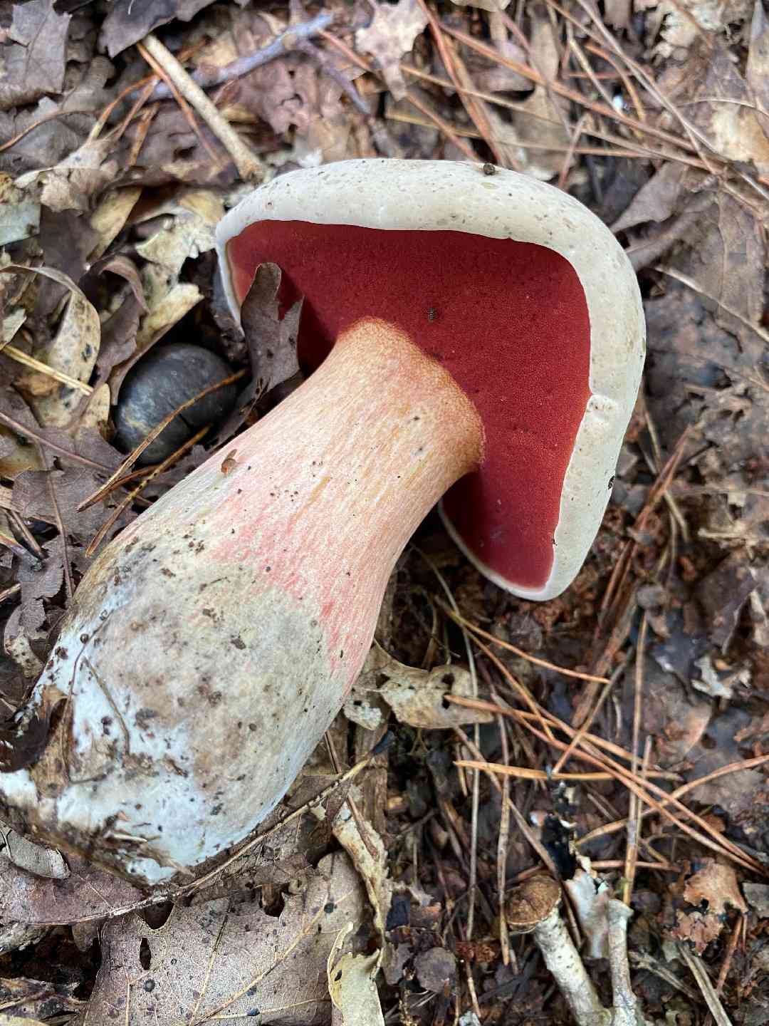 Caloboletus firmus (Caloboletus firmus) thumbnail 2