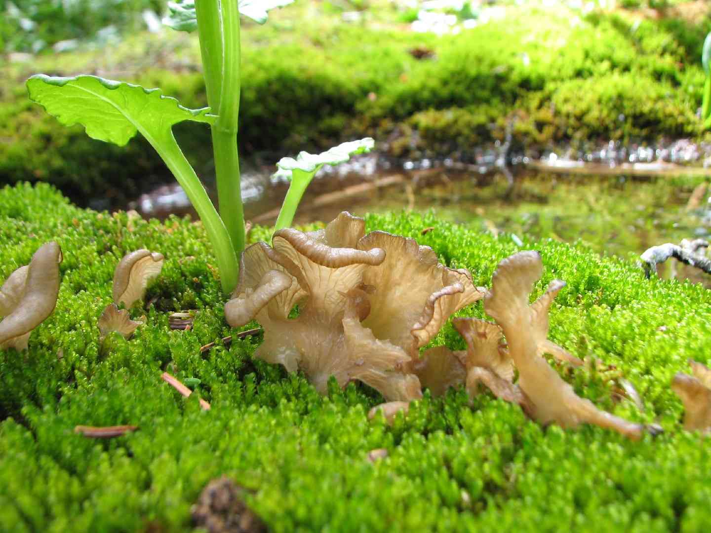 Arrhenia lobata