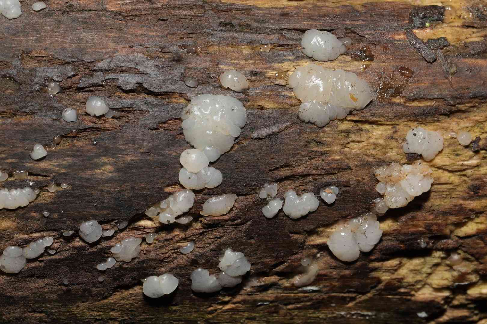 White brain (Exidia thuretiana) thumbnail 2
