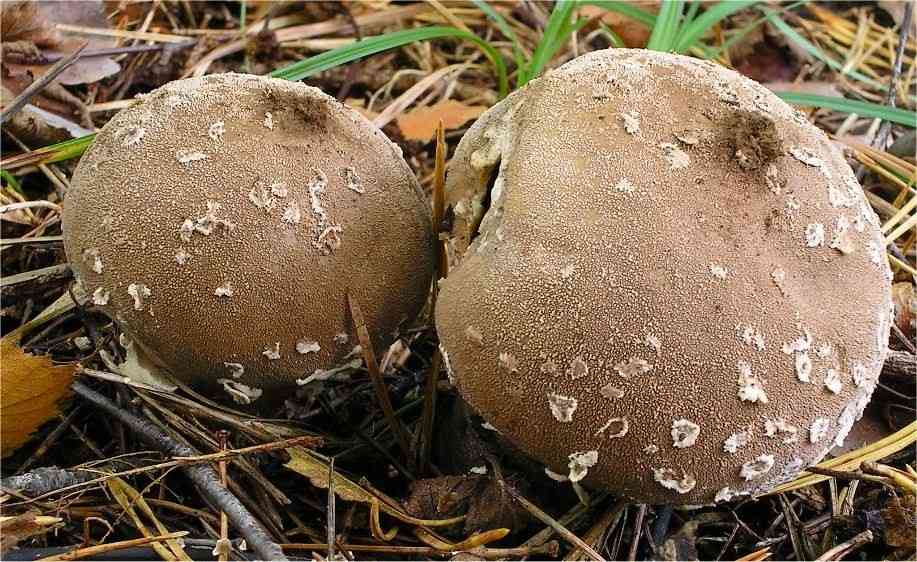 Flaky puffball (Lycoperdon mammiforme) thumbnail 1