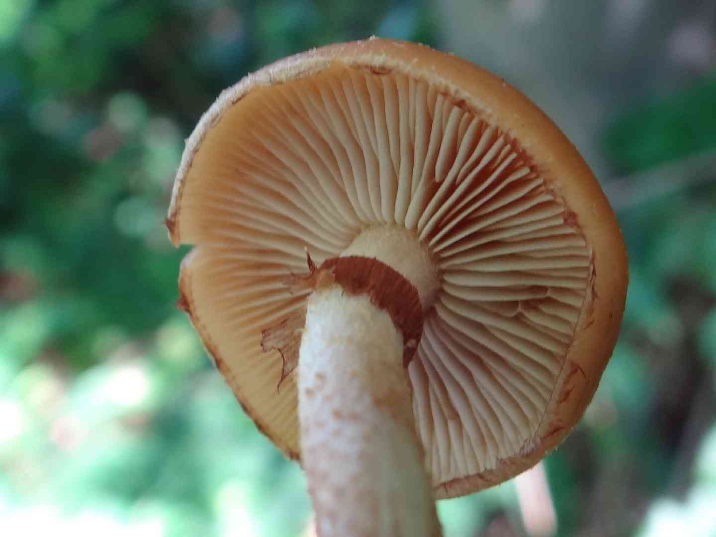 Sheathed woodtuft (Kuehneromyces mutabilis) thumbnail 3