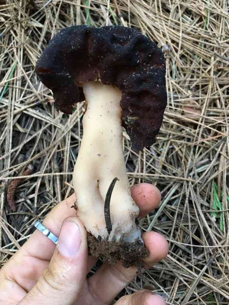 False morel (Gyromitra esculenta) thumbnail 3